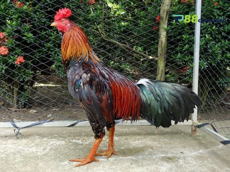 Mẹo xem tướng gà và phân tích thành tích để đặt cược chính xác tại Tp88.