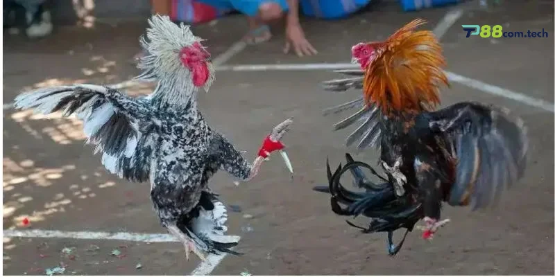 Những trận đá gà cựa sắt và cựa dao đỉnh cao tại hệ thống Tp88