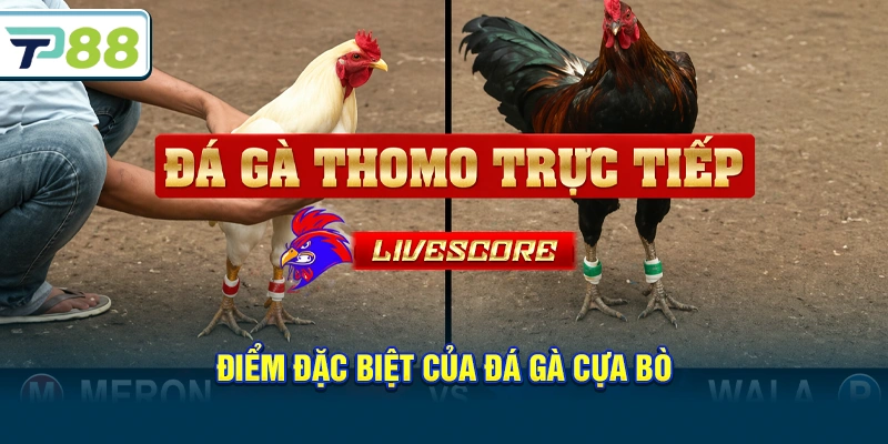 Điểm đặc biệt của Đá gà cựa bò