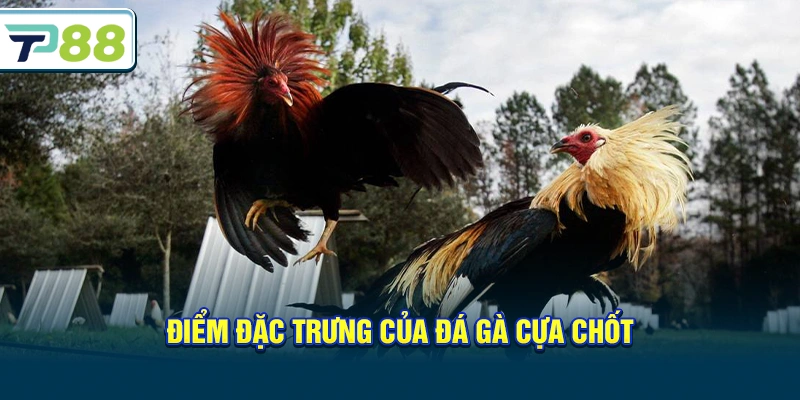 Điểm đặc trưng của Đá gà cựa chốt