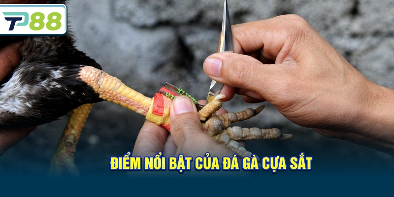Điểm nổi bật của Đá gà cựa sắt
