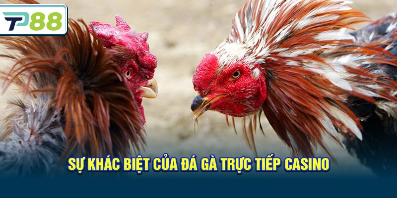 Sự khác biệt của Đá gà trực tiếp casino