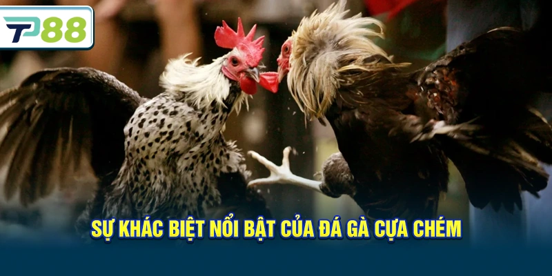 Sự khác biệt nổi bật của Đá gà cựa chém