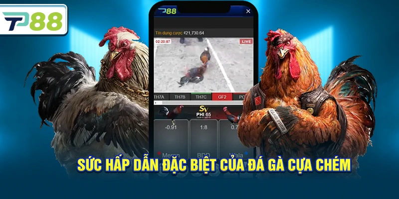 Sức hấp dẫn đặc biệt của Đá gà cựa chém