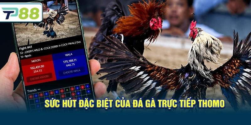 Sức hút đặc biệt của Đá gà trực tiếp thomo