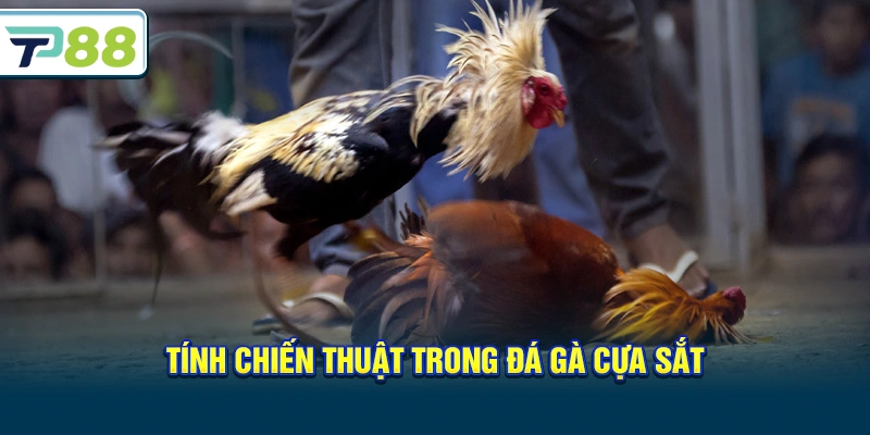 Tính chiến thuật trong Đá gà cựa sắt
