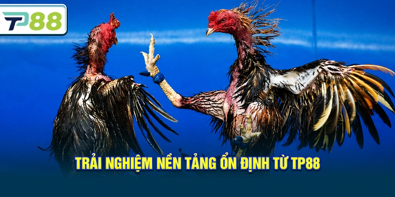 Trải nghiệm nền tảng ổn định từ Tp88