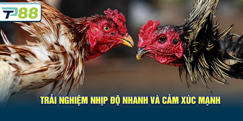 Trải nghiệm nhịp độ nhanh và cảm xúc mạnh