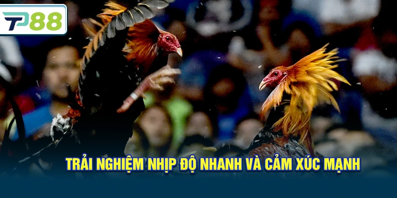 Trải nghiệm nhịp độ nhanh và cảm xúc mạnh