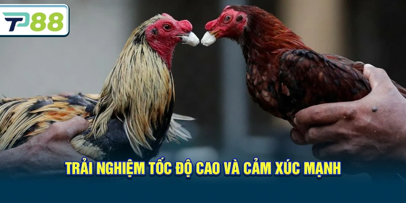 Trải nghiệm tốc độ cao và cảm xúc mạnh