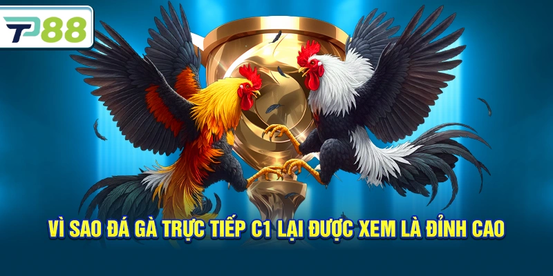 Vì sao Đá gà trực tiếp C1 lại được xem là đỉnh cao